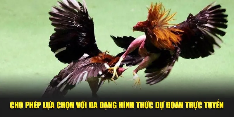 Cho phép lựa chọn với đa dạng hình thức dự đoán trực tuyến