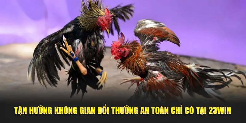 Tận hưởng không gian đổi thưởng an toàn chỉ có tại 23win