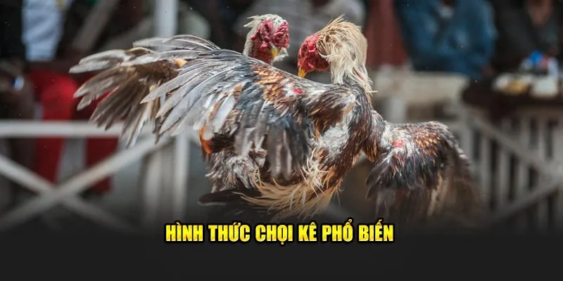 Hình thức chọi kê phổ biến