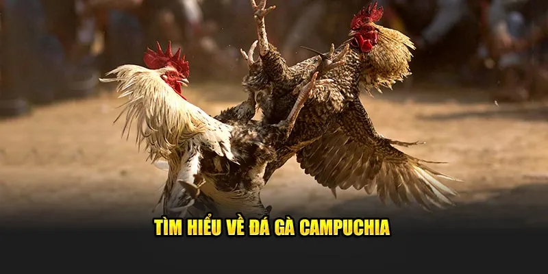 Tìm hiểu về đá gà Campuchia